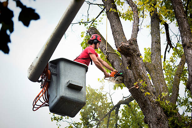 Best Tree and Shrub Care  in Silver Bay, MN